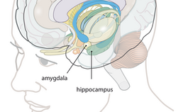 Amygdala en hippocampus